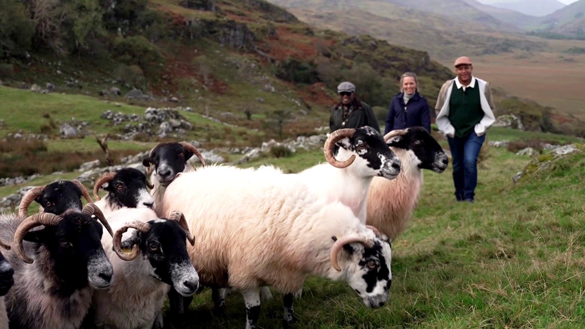 TODAY Shares Glimpse Into Life on an Irish Sheep Farm