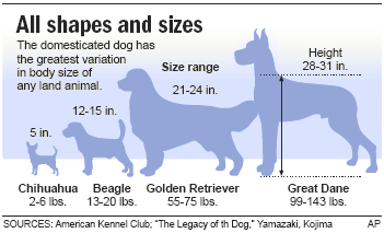 Big dog, little dog, it’s in the genes - Health - Pet health NBC News 