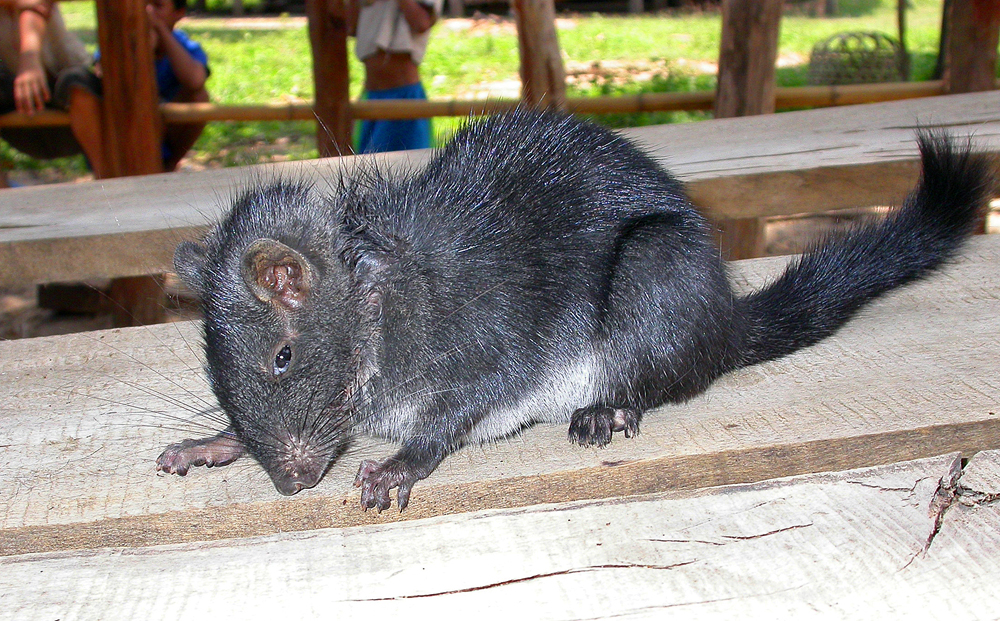 Пасюк что это за животное фото Living fossil' rat caught on tape