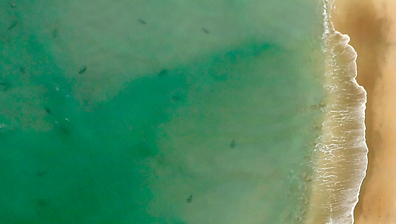 North America S Shark Beaches