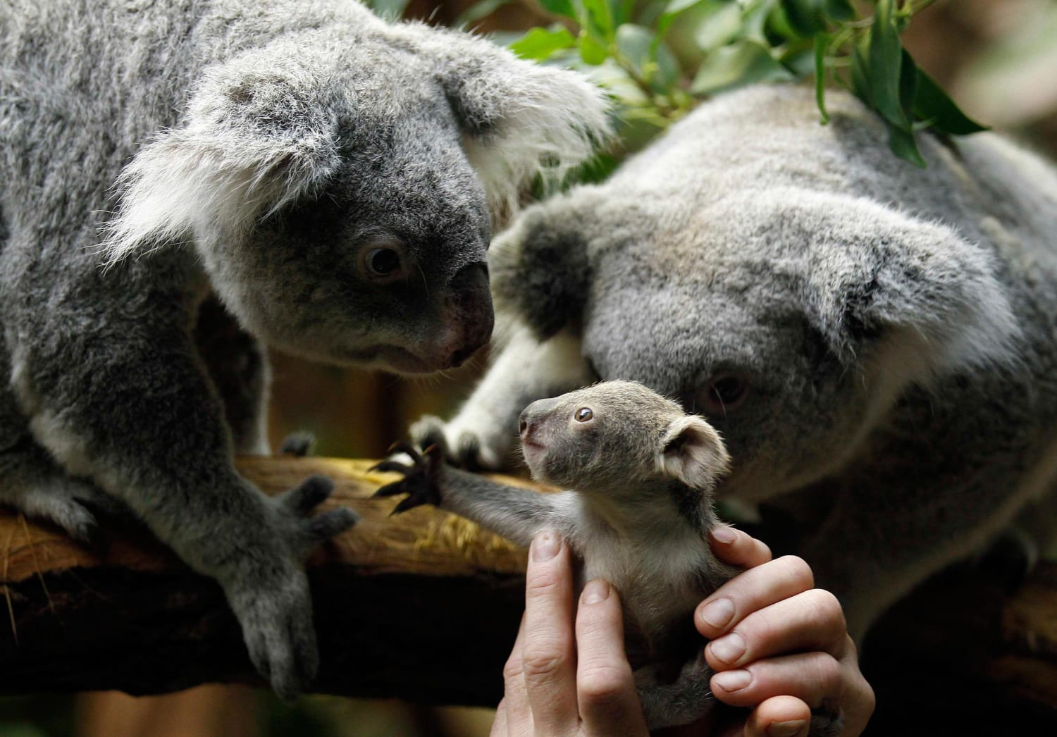 Как называется коала. Коала с детенышем. Коала сумчатое. Коала сумчатое животное или нет. Коала с детенышем в сумке.