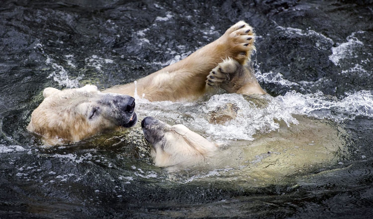 images of polar bears eating