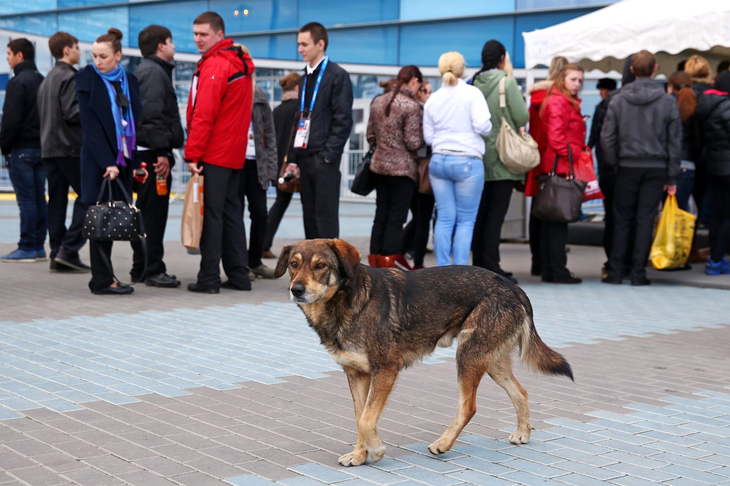 Stray Dogs Disappear from Sochi Streets as Activists Worry
