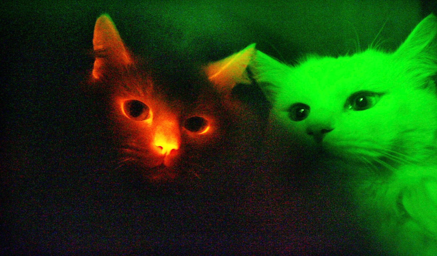 Color My World Cats And Dogs May See In Ultraviolet