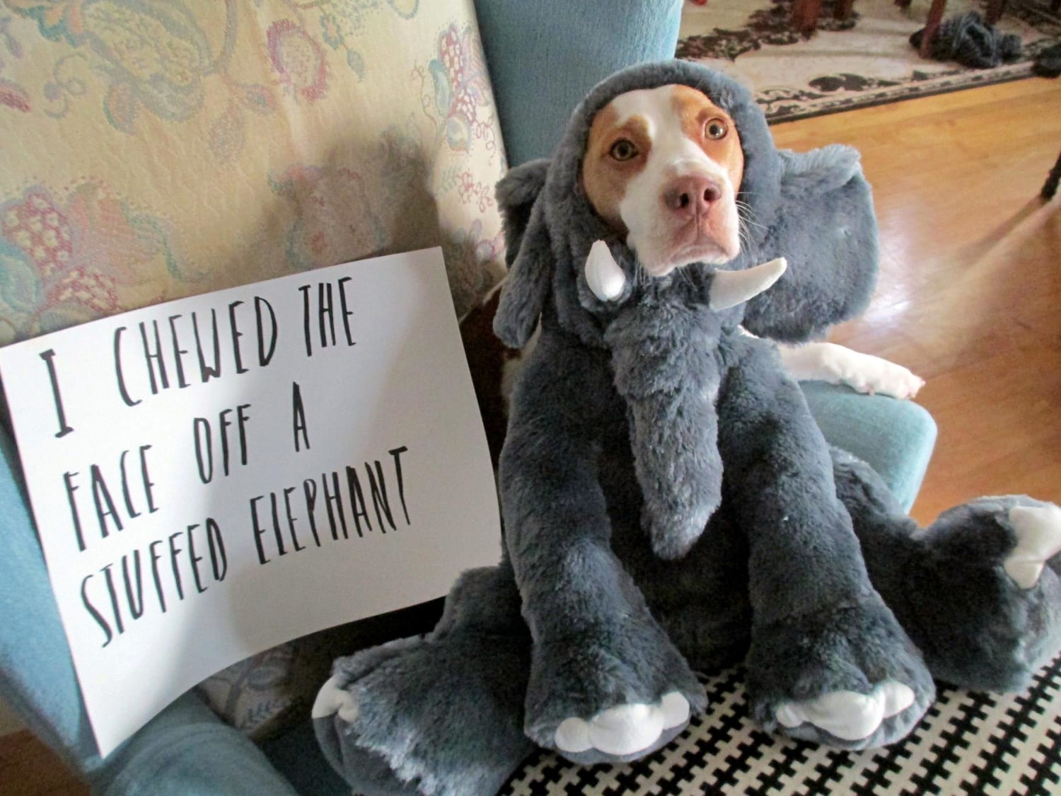 Dog Shaming