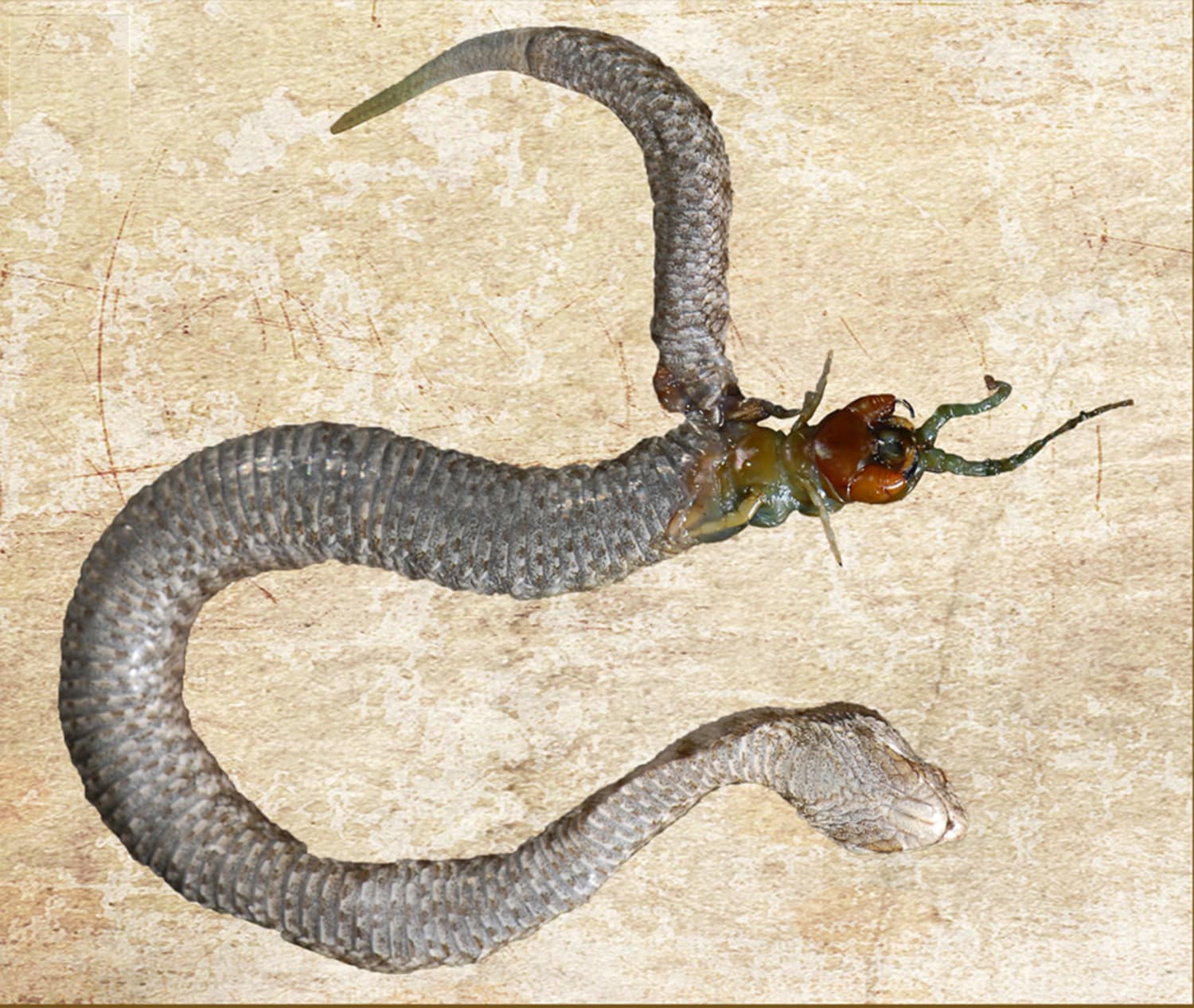 The snake had swallowed the centipede, which had then tried to cut a path t...