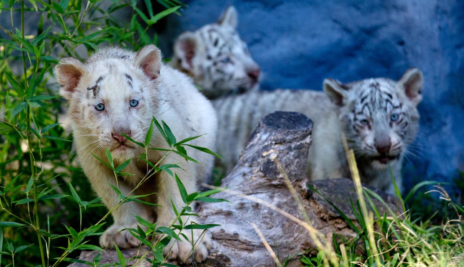 White tiger cubs welcomed at Buenos Aires Zoo, The Independent