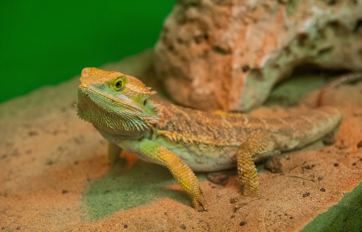 Bearded Dragon Lizard