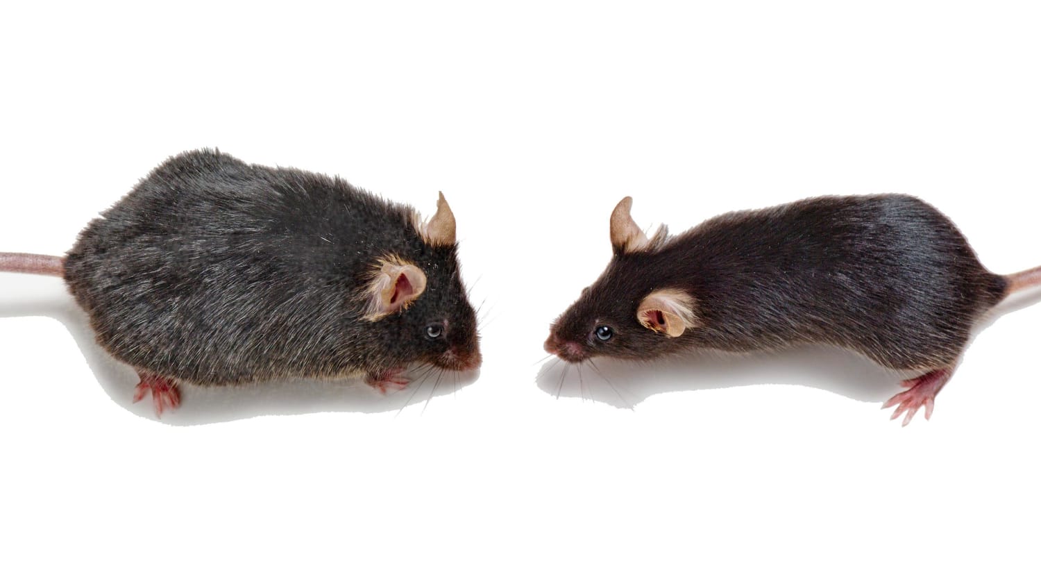 Young Blood Restores Old Mice