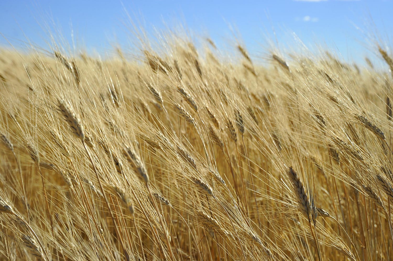 In northern india they harvest their wheat. Пшеница. Канзас пшеница. Пшеница эфиопская. Пшеница в Эфиопии.