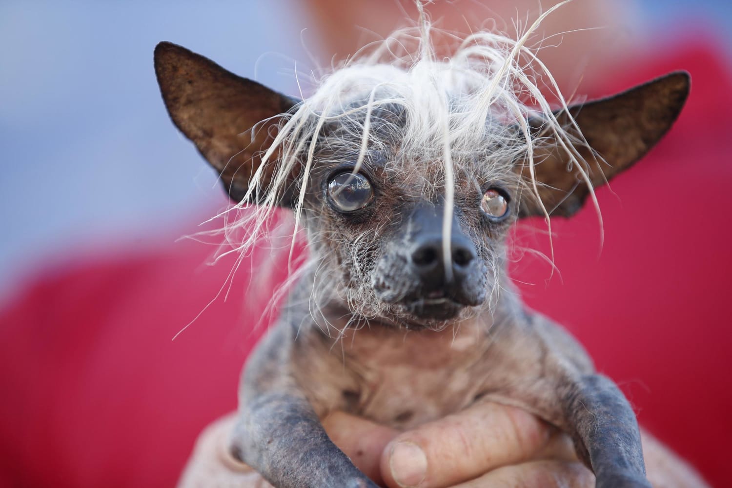 Hideously Cute: Why We Love the World's Ugliest Dog Contest.