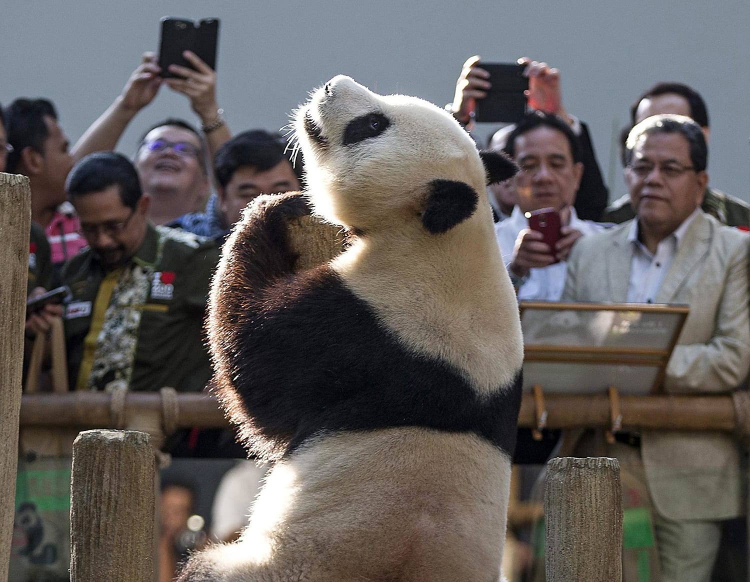 Loving the Lens: Preening Panda Poses for Pictures