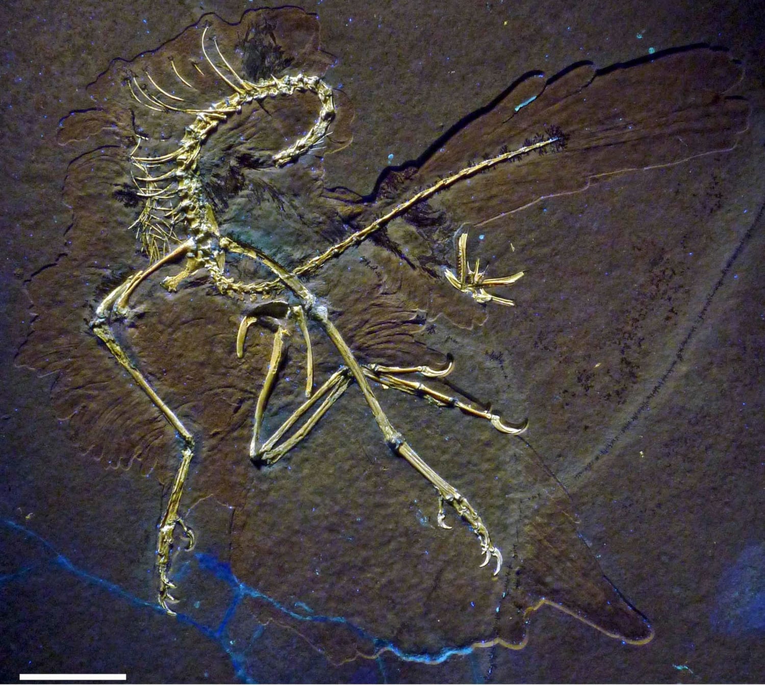 Fossil Study Confirms Archaeopteryx Flew Like a Bird