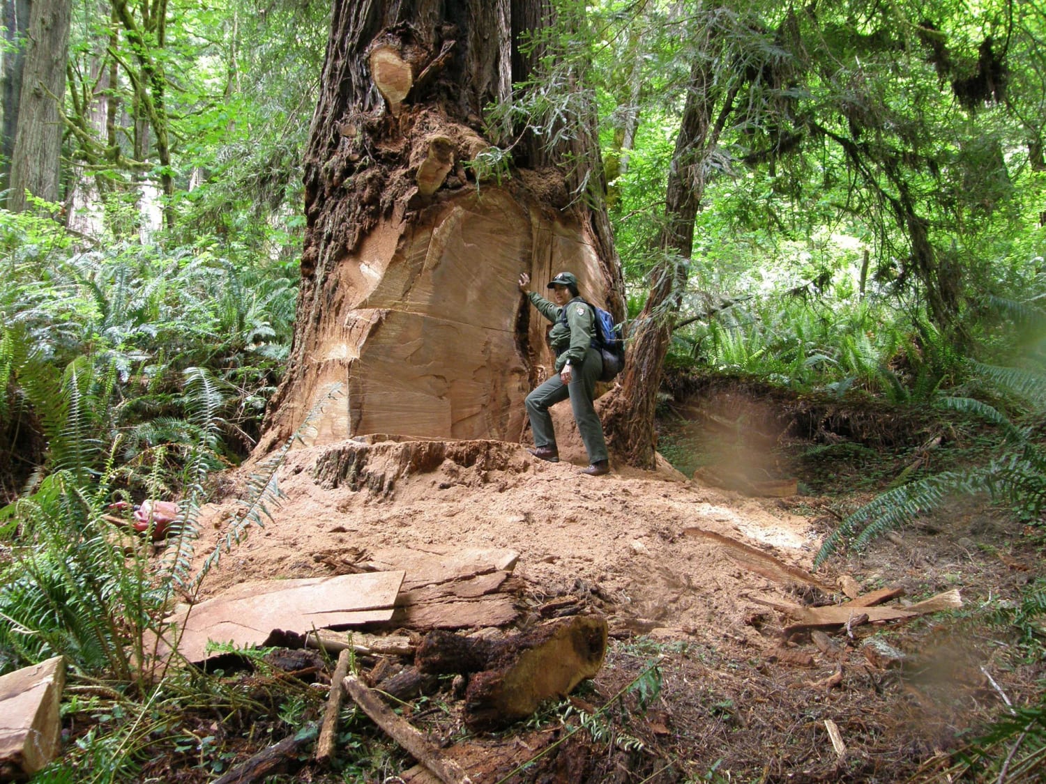 Спилил огромное дерево. Редвуд парк древний лес. Вырубка Секвойя. Вырубка секвой в Калифорнии. Секвойя рубка.