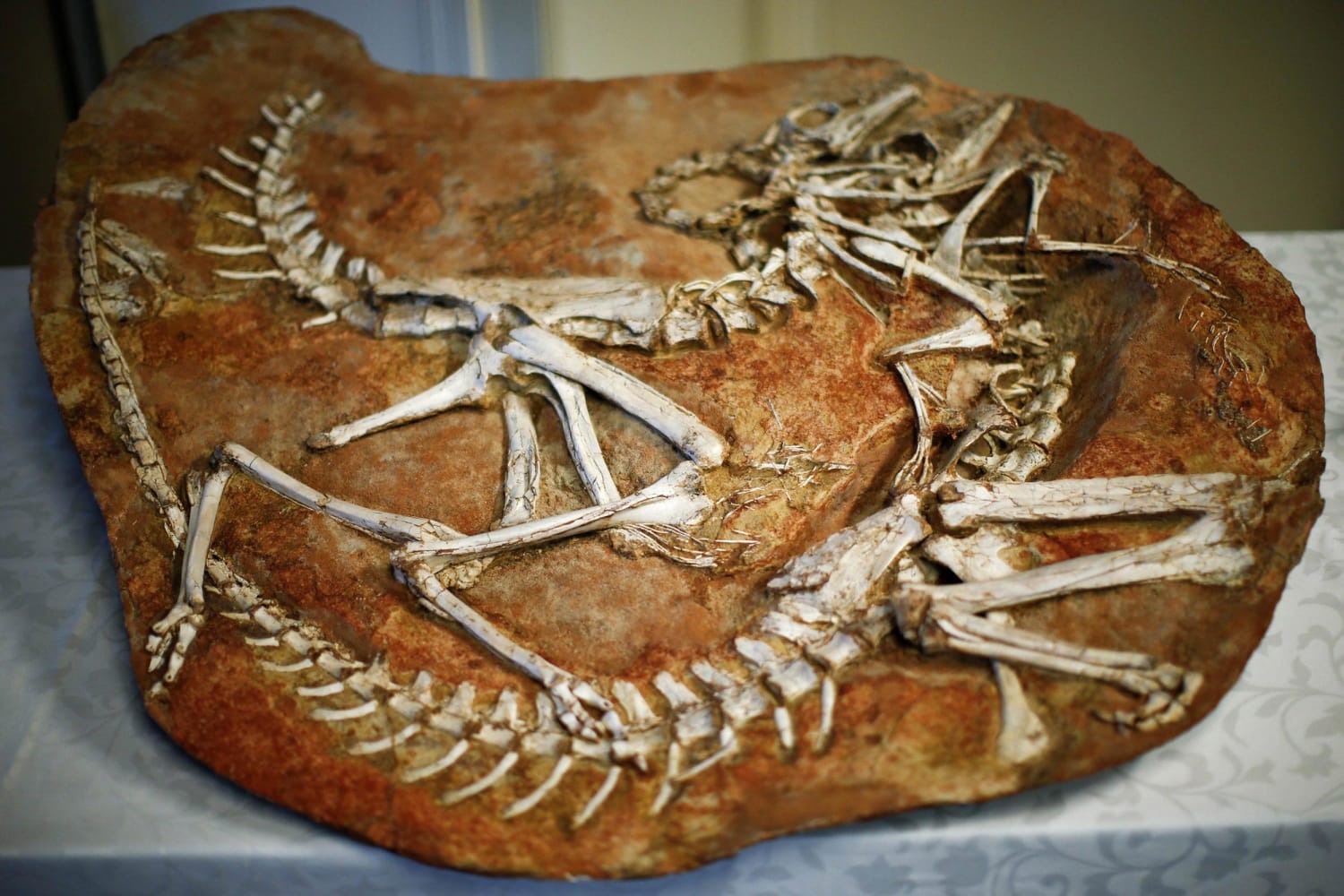 Кости древних динозавров