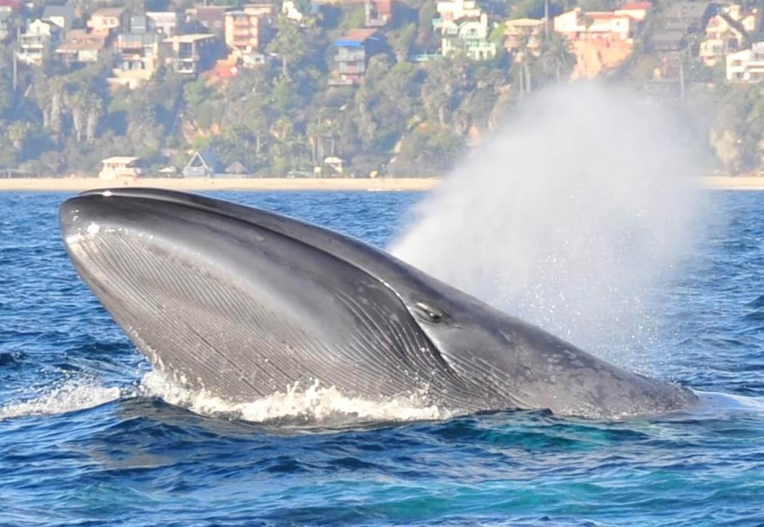 фото самых больших китов в мире