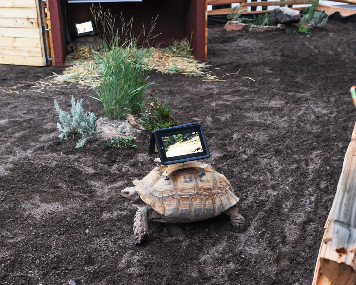 Tortoise Adorable Shuffle In Cleaning Station 