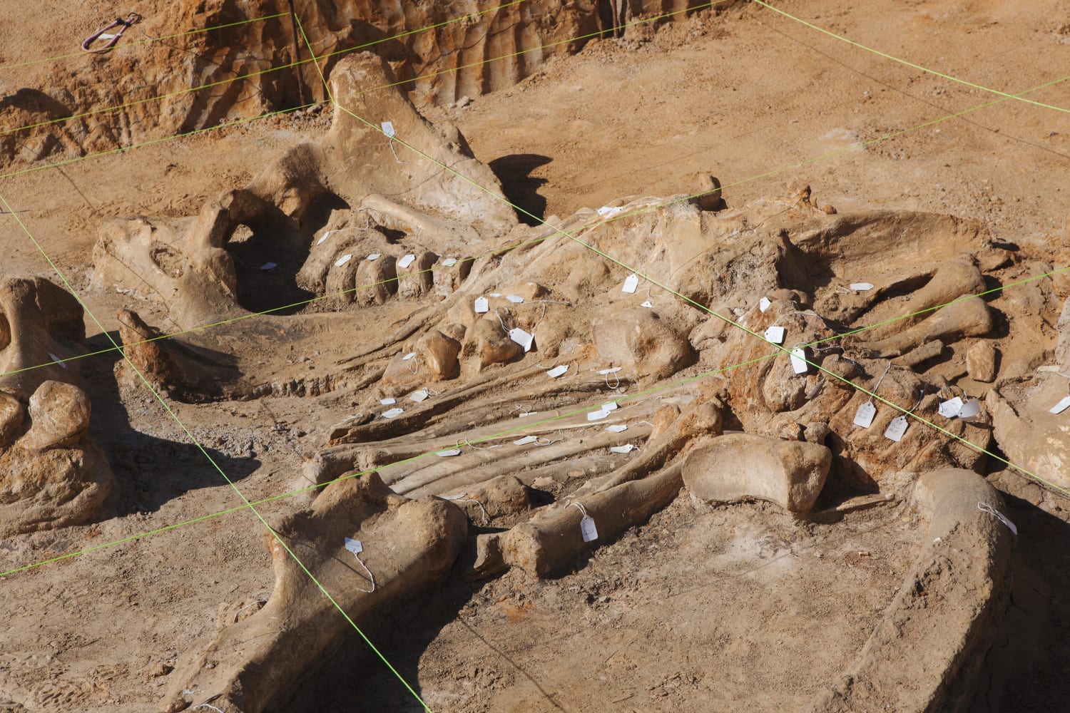 Самый древний по возрасту. Ленские столбы останки Мамонтов. Археологическая находка скелет мамонта. Археологический раскопки кости мамонта. Окаменелые кости мамонта.
