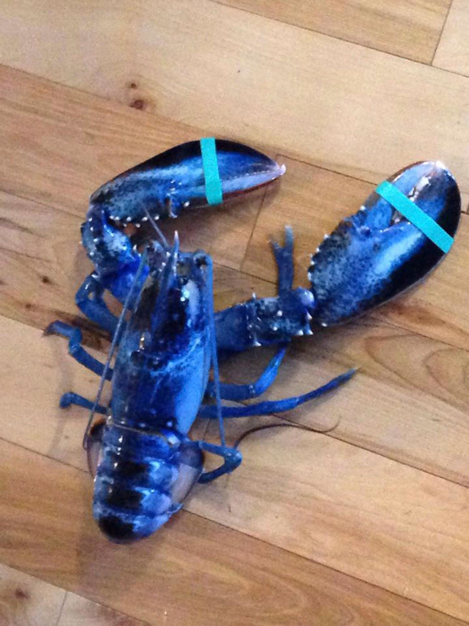 Blue Lobster Caught Off Maine Coast Gets New Home