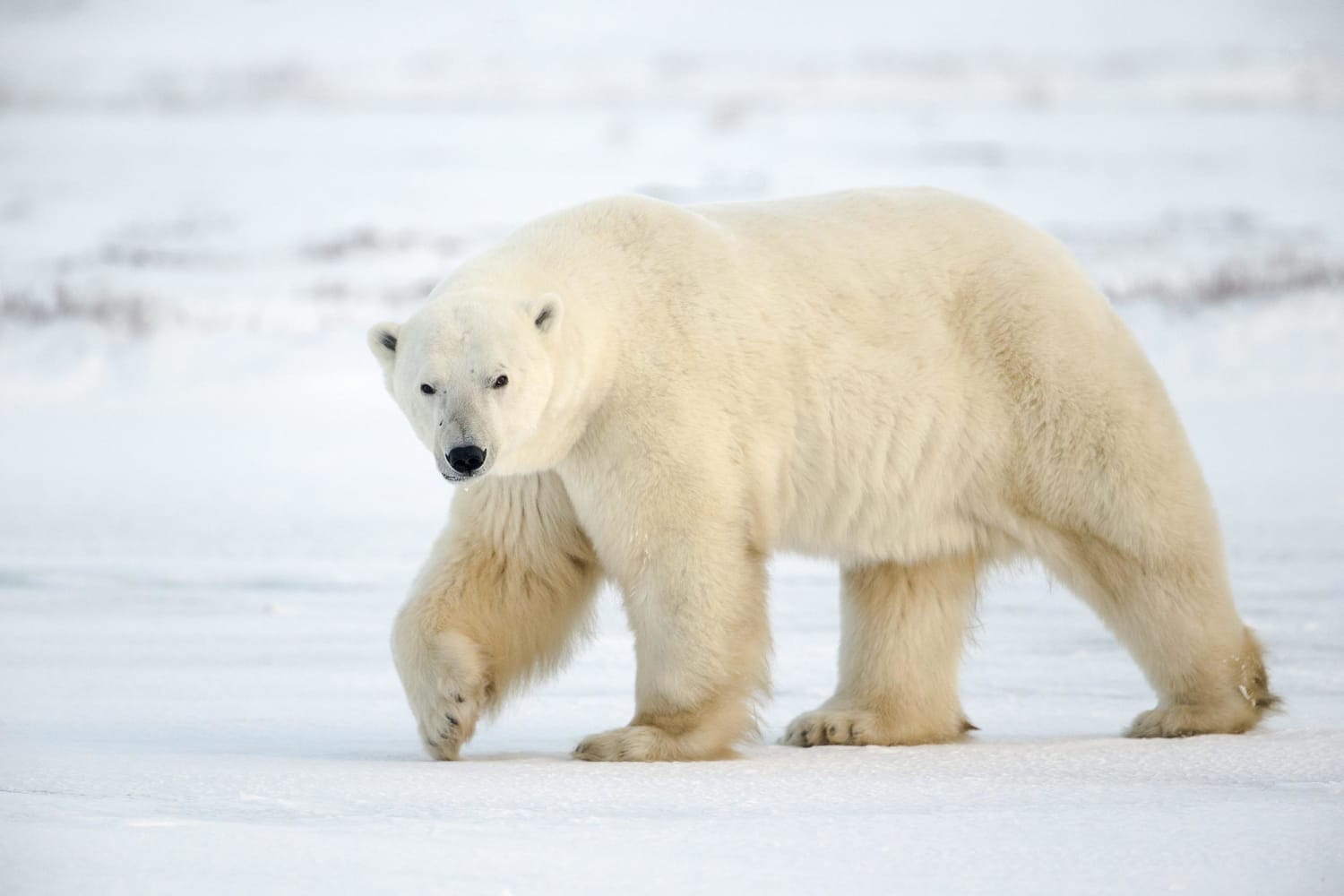 White bear. Белый медведь (Карско-Баренцевоморская популяция). Белый медведь альбинос. Мареммано белый медведь. Урсус белый медведь.