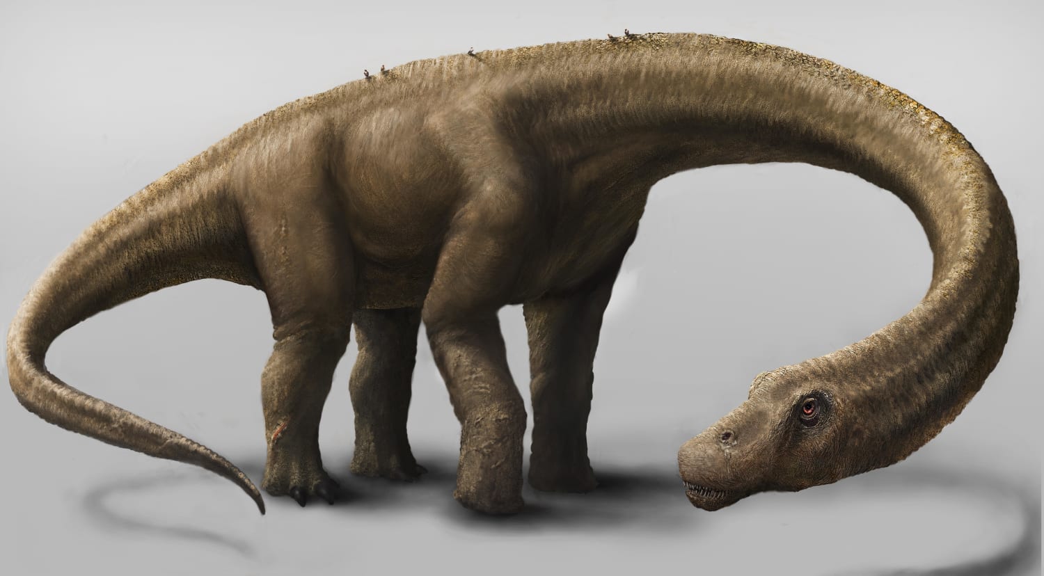 Resolver Semejanza vendedor Dreadnoughtus: A New Giant Joins the 'Biggest Dinosaur' Parade