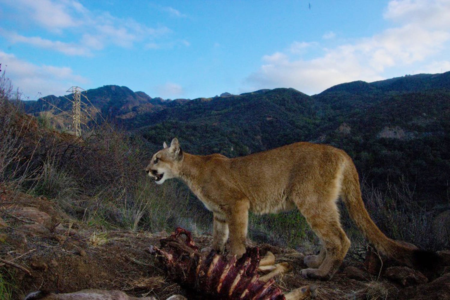 Выход льва. Лос Анджелес горные львы. Флорида ская горный Лев. Mountain Lion los Angeles.