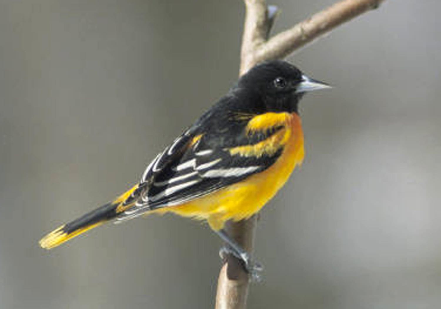 28) Baltimore Oriole  Oriole bird, Baltimore orioles birds, Birds