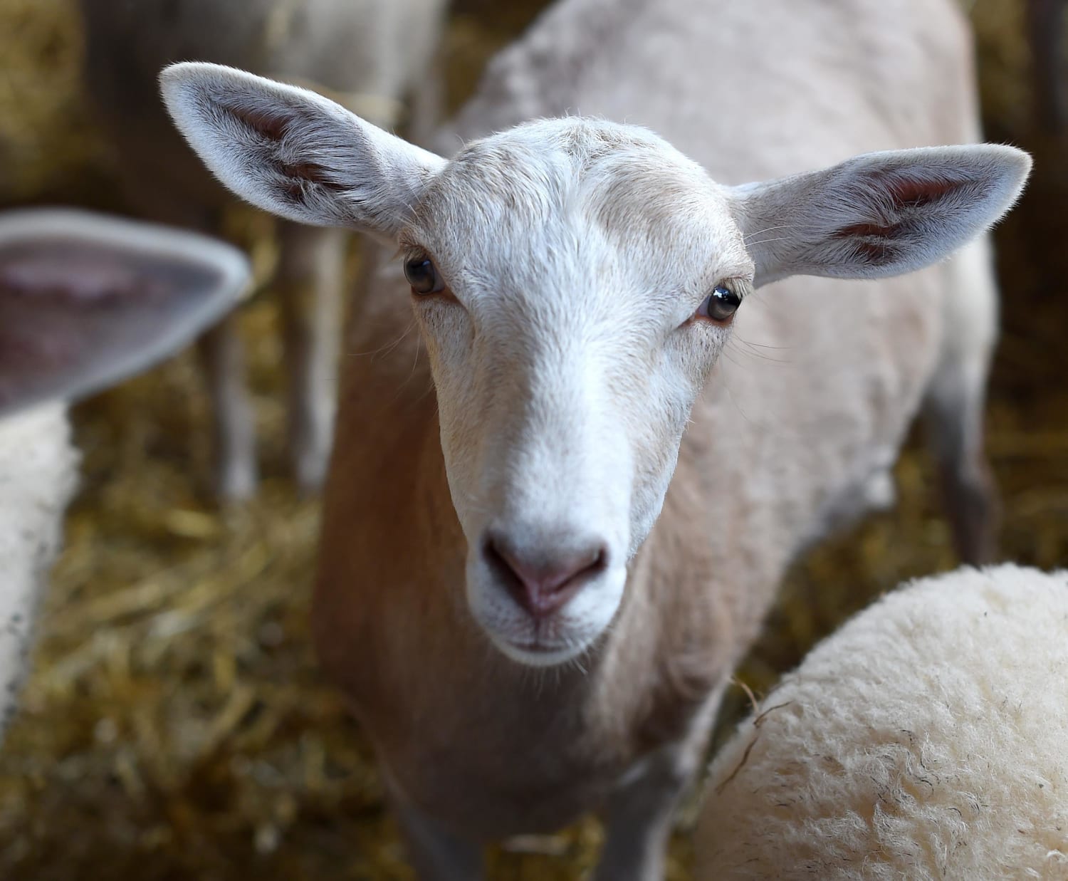 It's a 'Geep'! Rare Sheep-Goat Hybrid Found in Germany