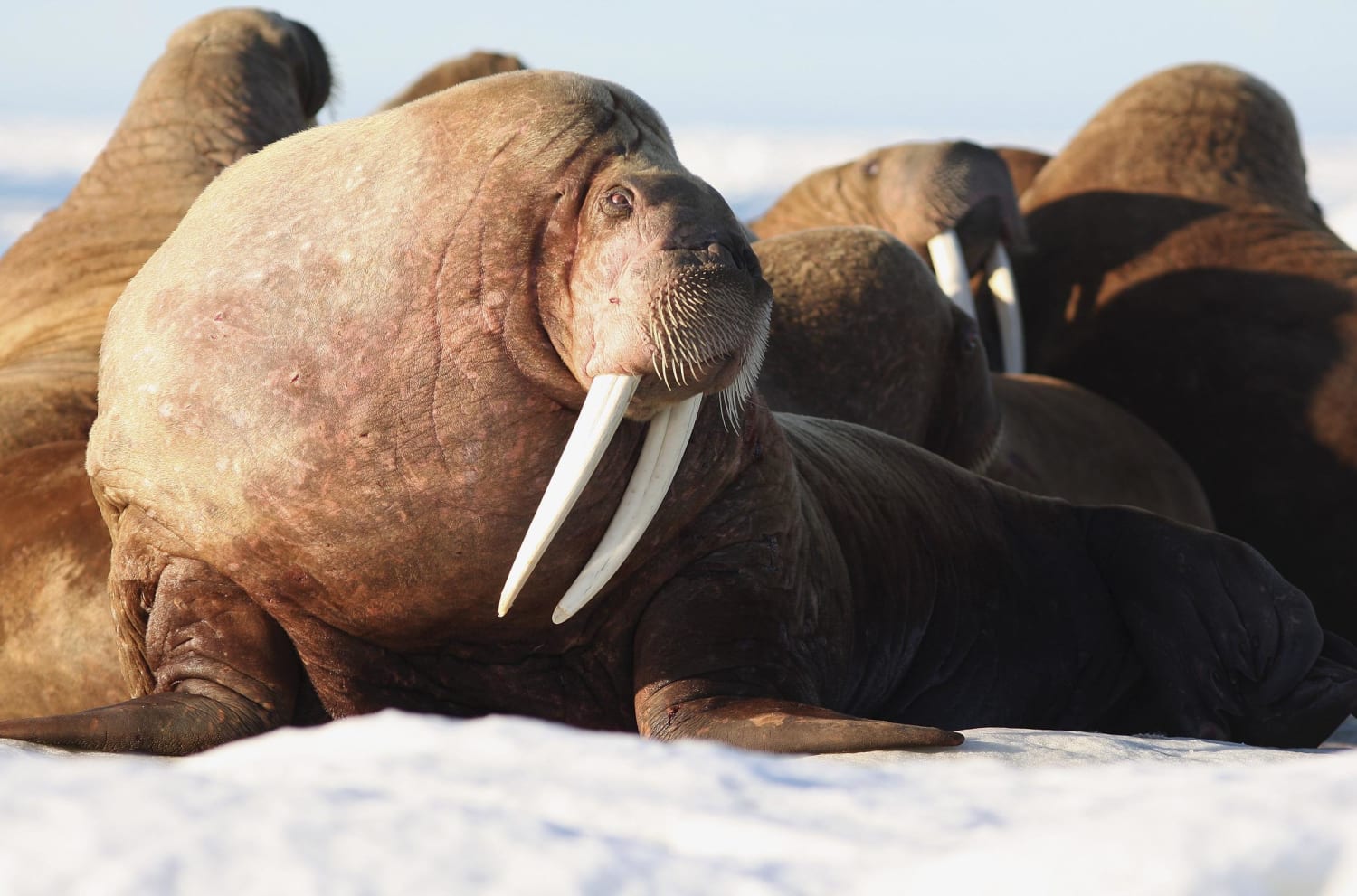 Adapt or Die: Walrus Join Crowd of Species Facing Climate Ultimatum