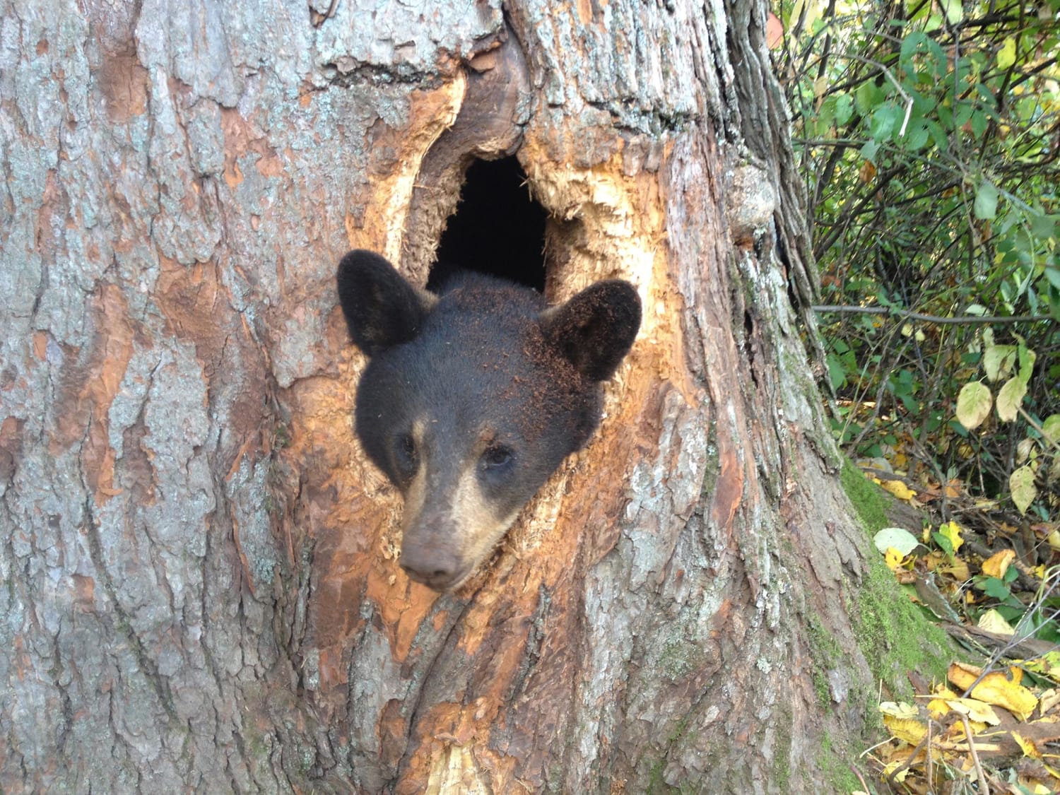 Tree bear