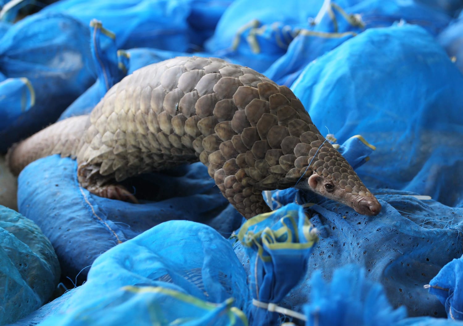 Delicious? Rich Chinese Diners Push Exotic Pangolin Toward Extinction