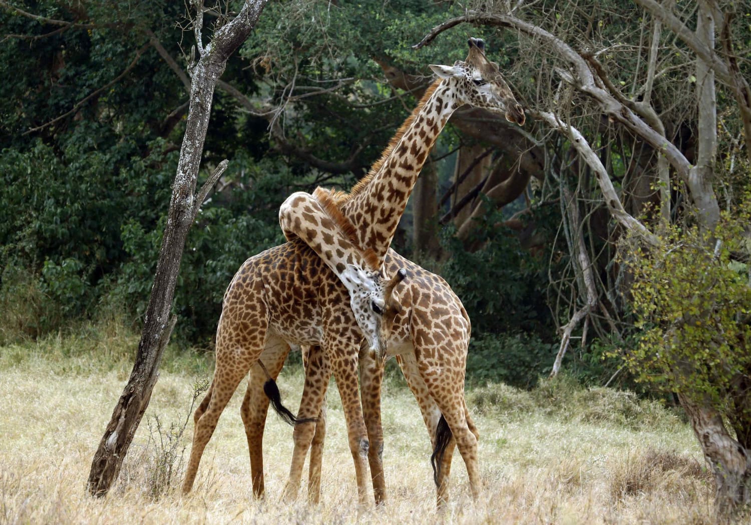 Кто живет в африке животные. Африка Саванна дикий мир. Жираф саванны Африки. Жители саванны животные. Звери Африки.