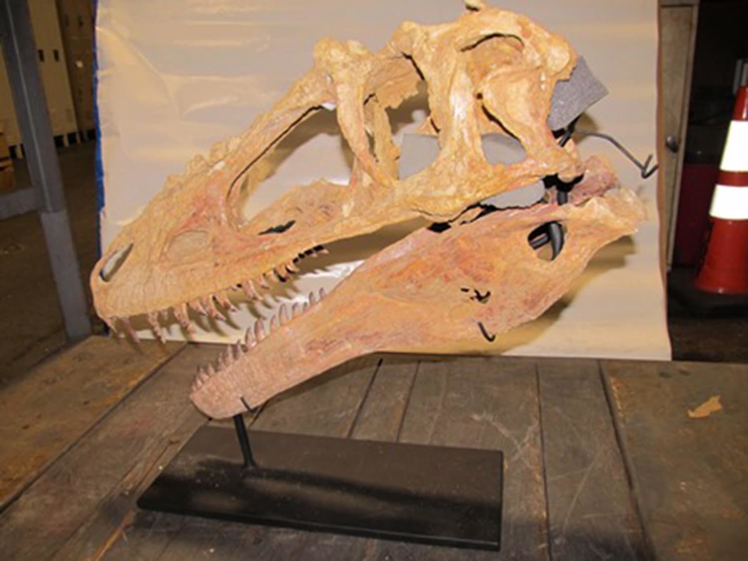 Riskant Eigenlijk perspectief Dinosaur Fossil Smuggled Into U.S. As Replica Is Actually Real: Feds