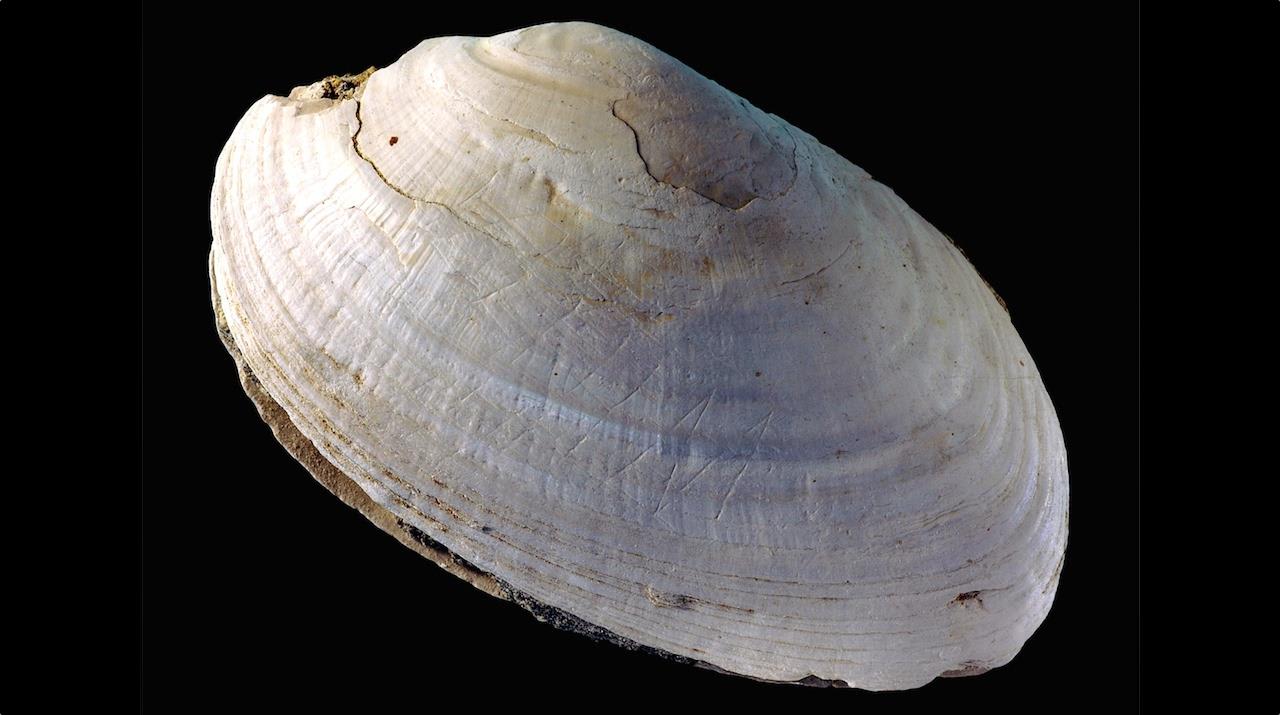 Old Master: 540,000-Year-Old Shell Has Oldest Ever 'Art'