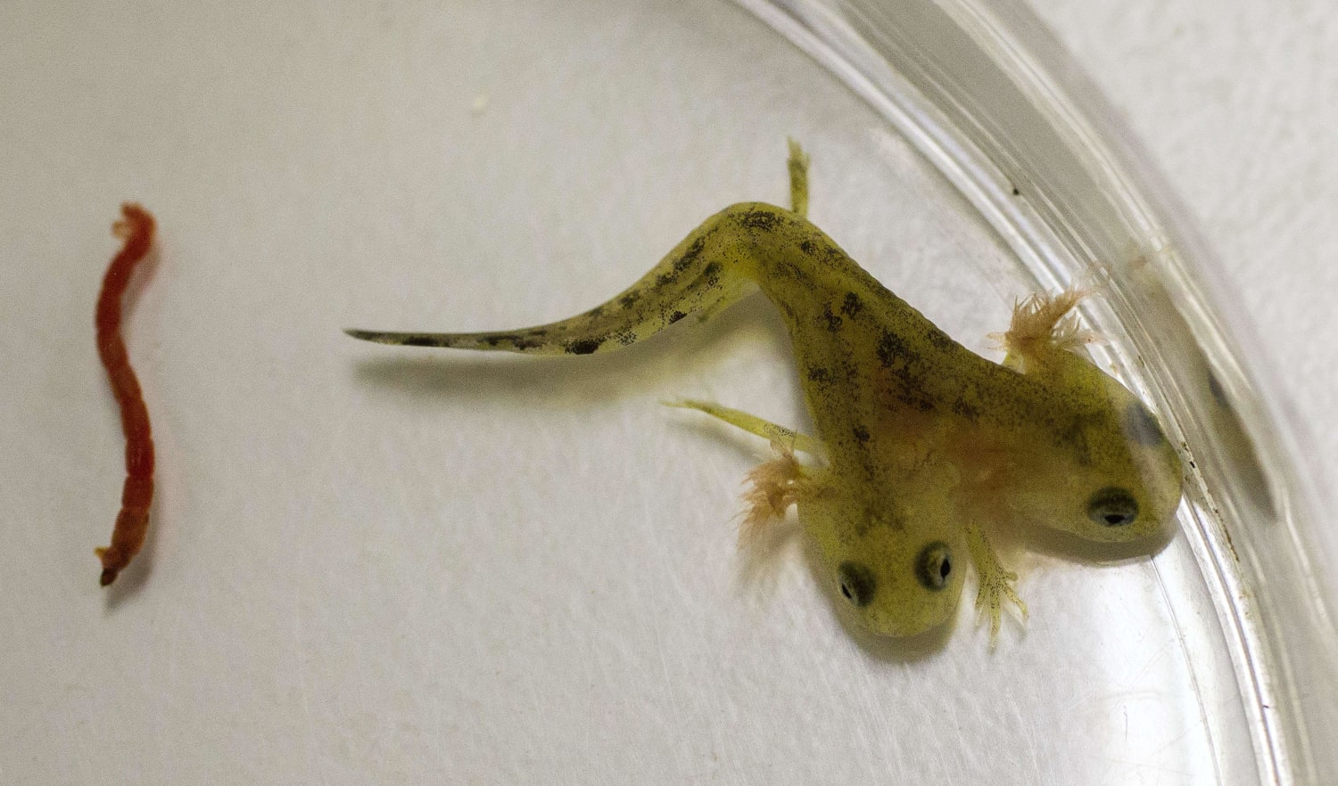 What Do Baby Salamanders Look Like 