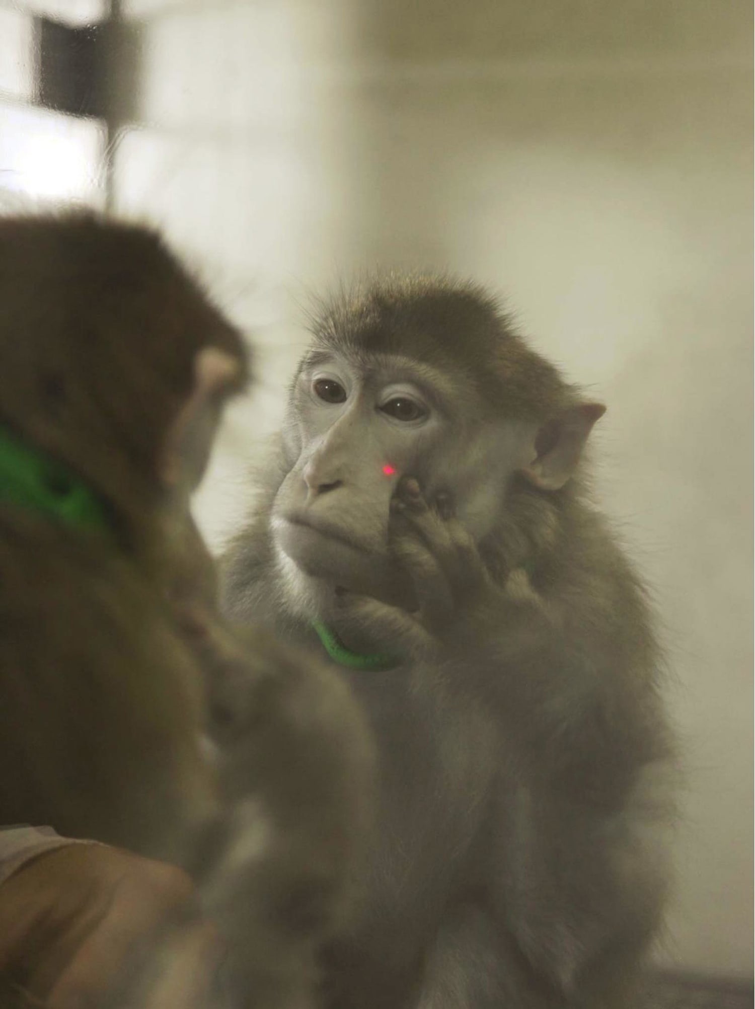 Зеркало обезьянка