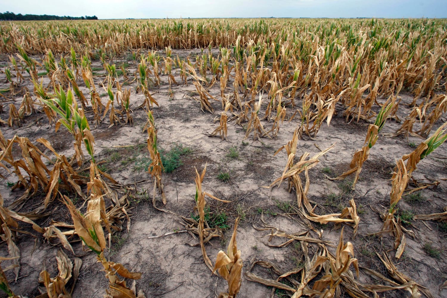 Почва страдает от. Засуха урожай. Засуха неурожай. Засуха в сельском хозяйстве. Гибель растений от засухи.