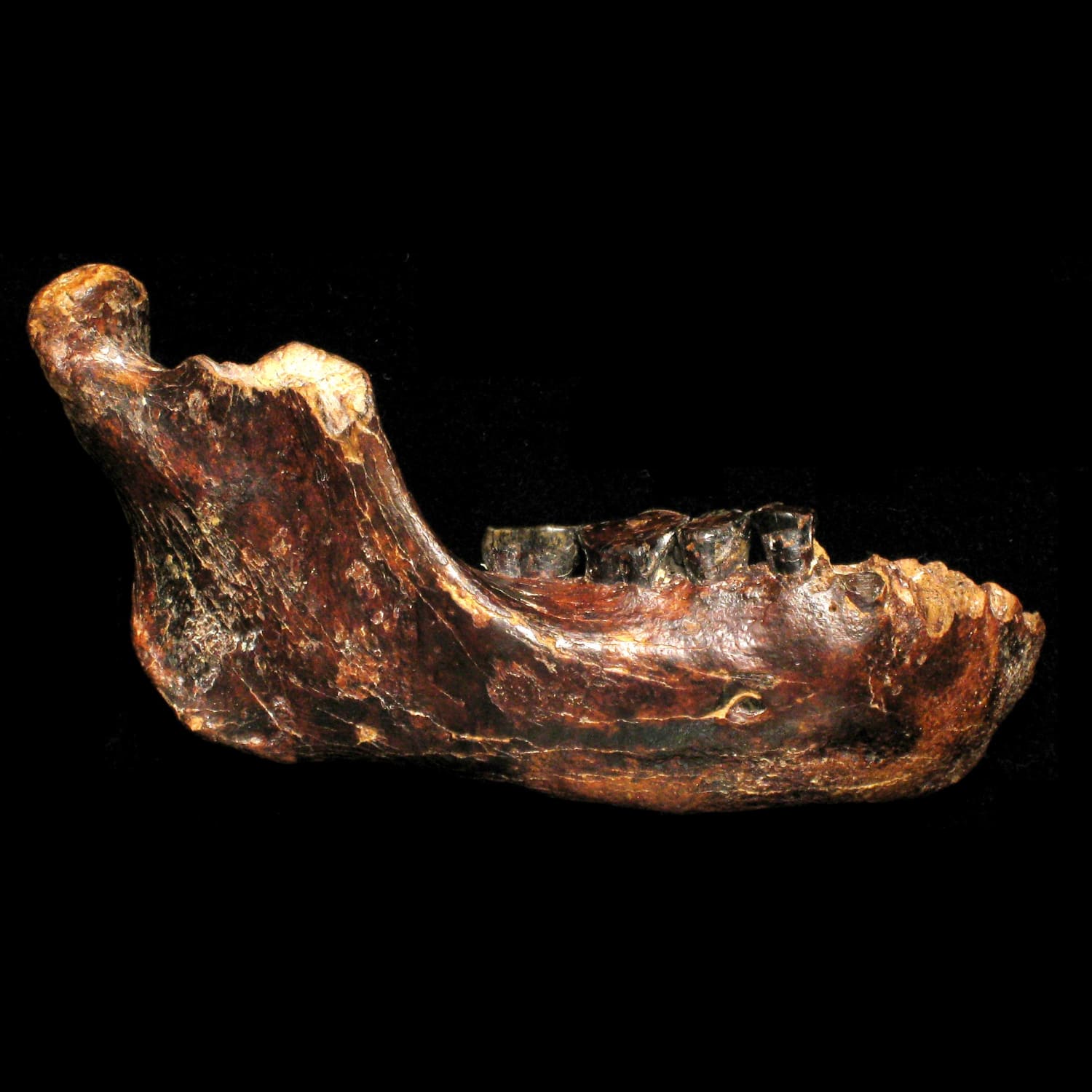кости древних людей картинки