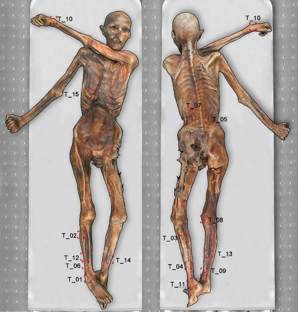 Body Art Otzi The 5 300 Year Old Mummified Iceman Had 61 Tattoos