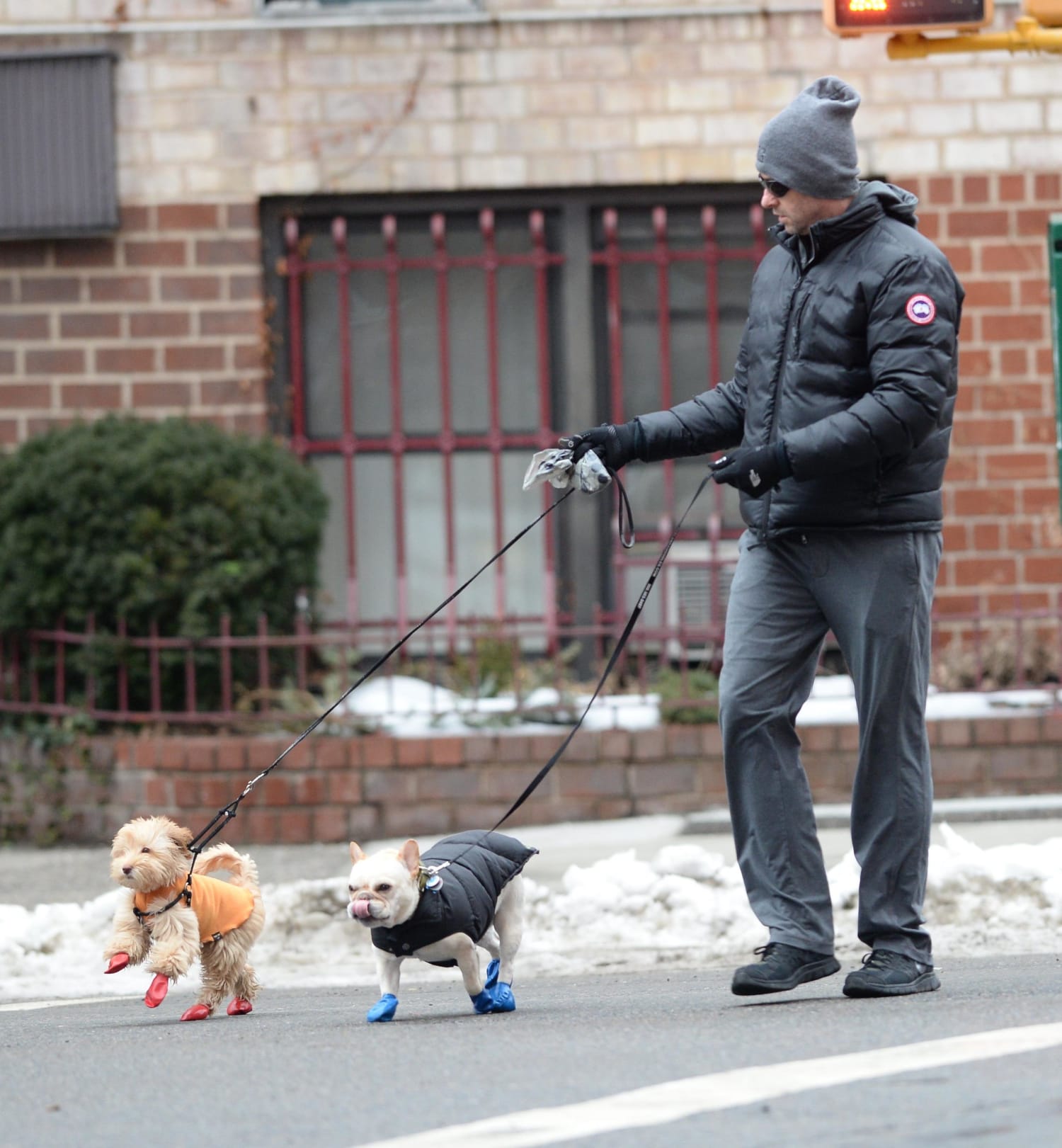 Professional Dog Walking: Fame, Fortune, and Poop Bags