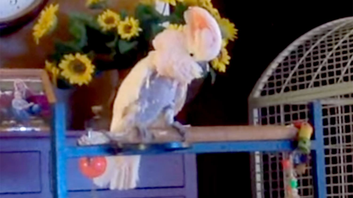 peaches the parrot