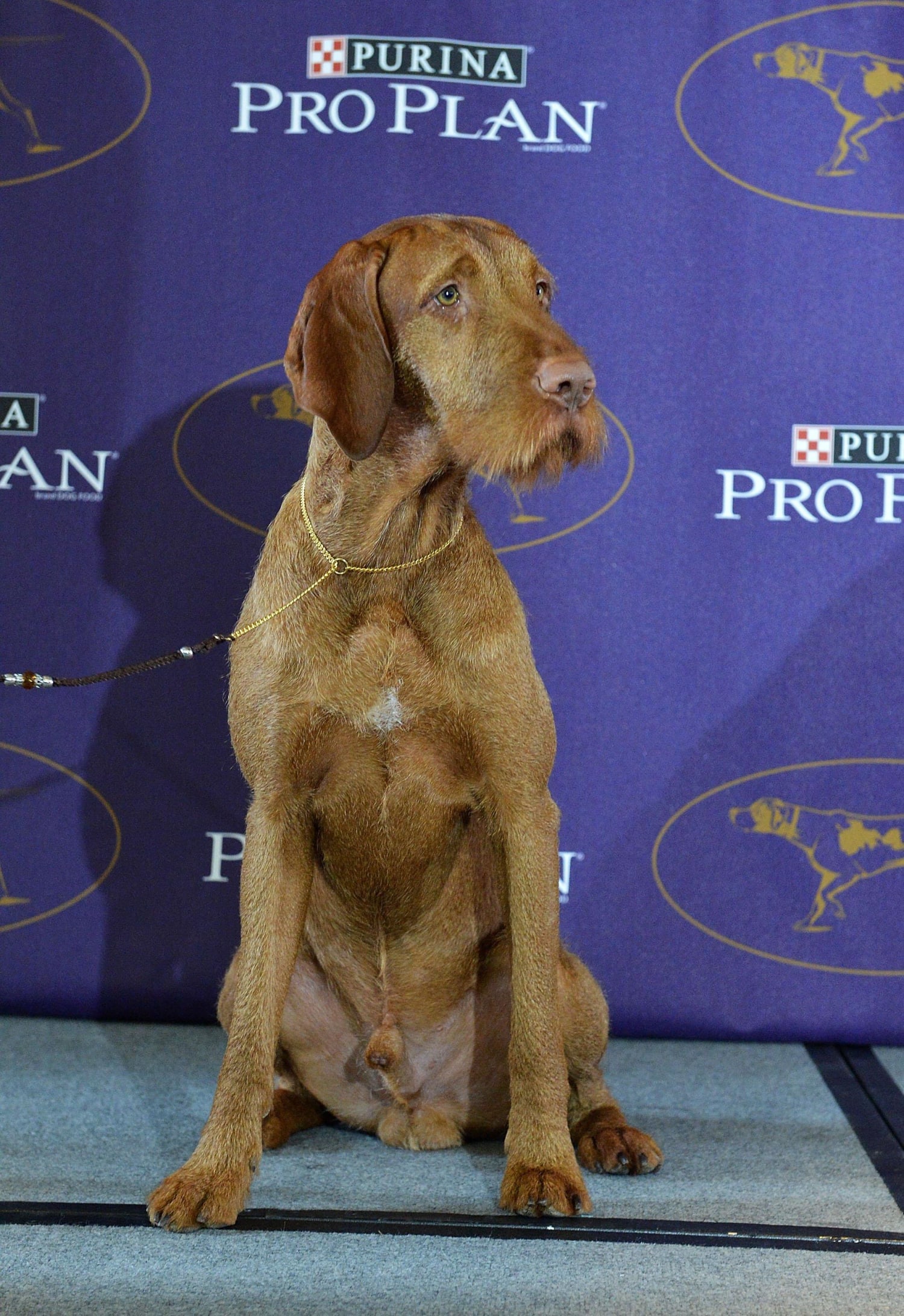 has a weimaraner ever won best in show at westminster