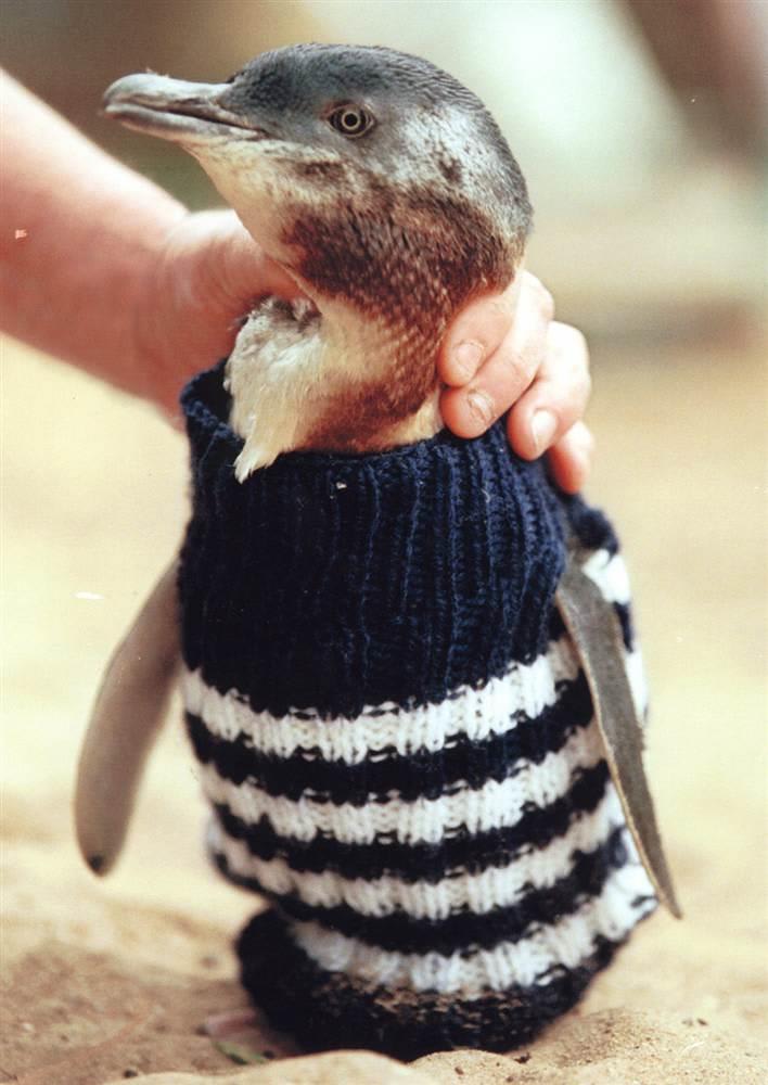 Penguins wearing sweaters are the cutest thing ever