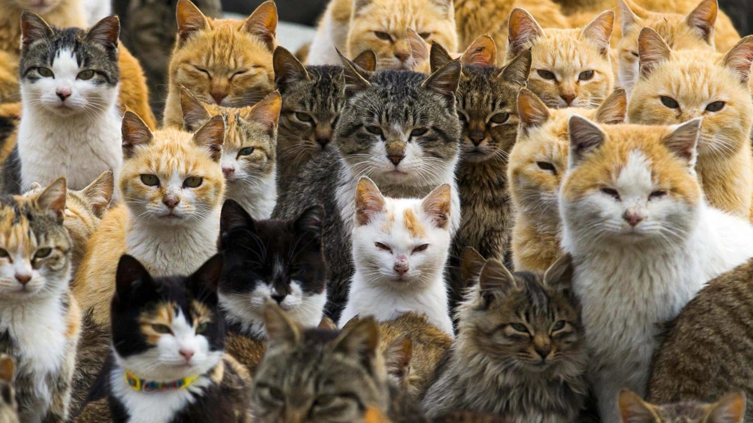 Включи много котика. Тасиро остров кошек. Аошима остров кошек. Аосима кошачий остров в Японии. Фраджост остров кошек.