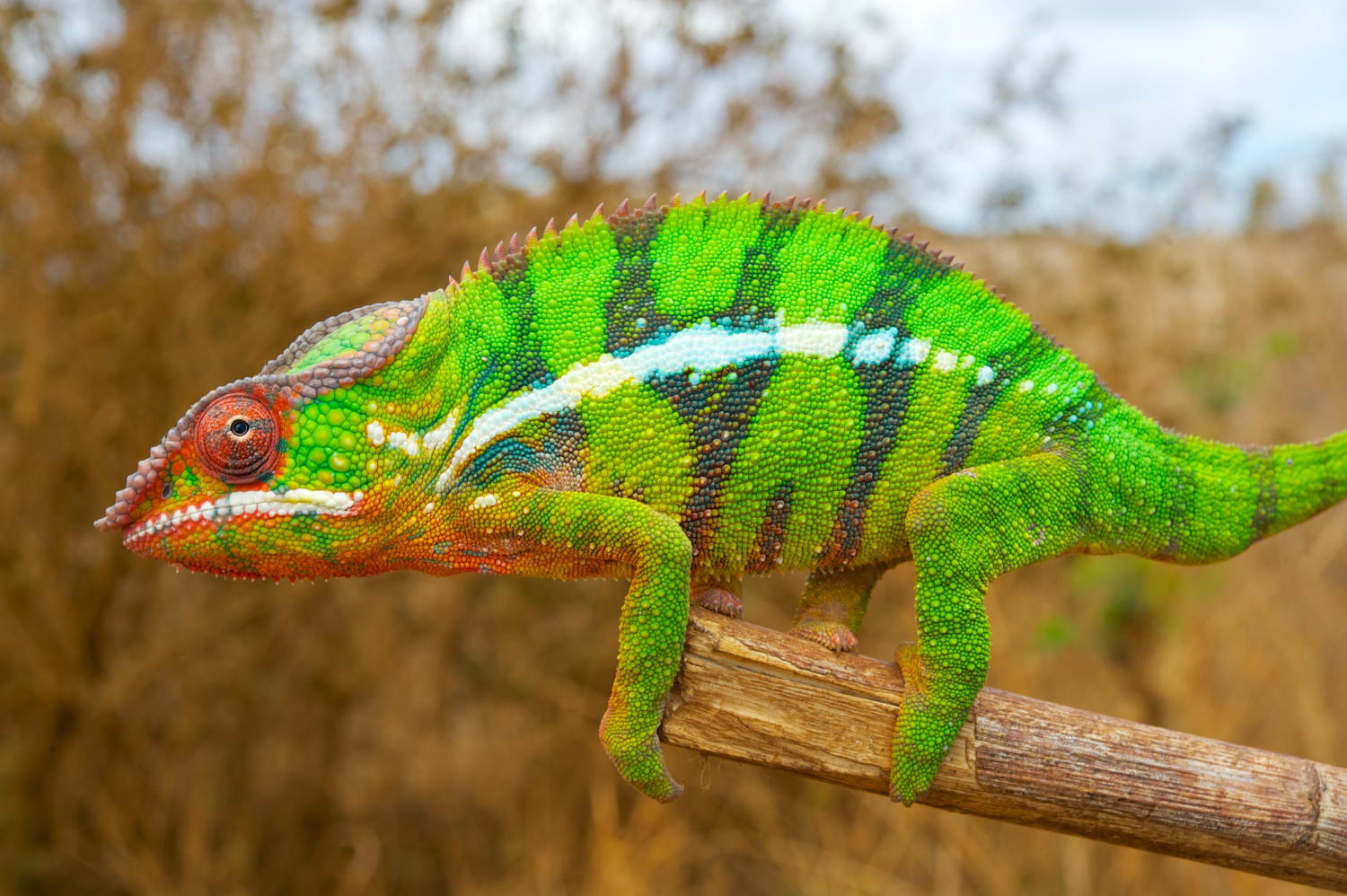 Researchers Explain How Chameleons Change Color