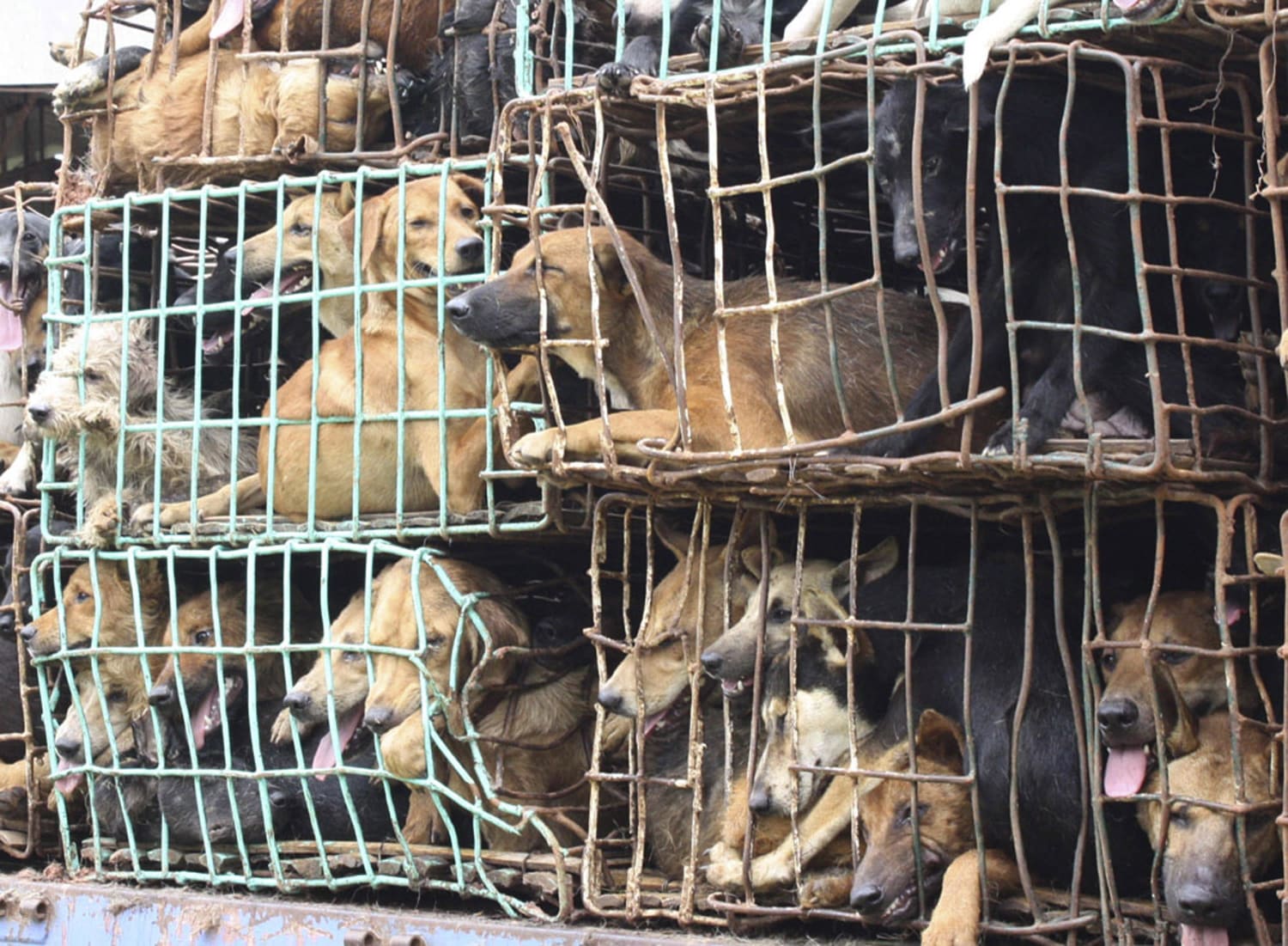 Vietnam Dog Lovers Become Vigilantes to Stop Pets From Being Eaten