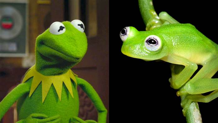 Kermit reacts to real look-alike frog: 'Googly eyes run in our family