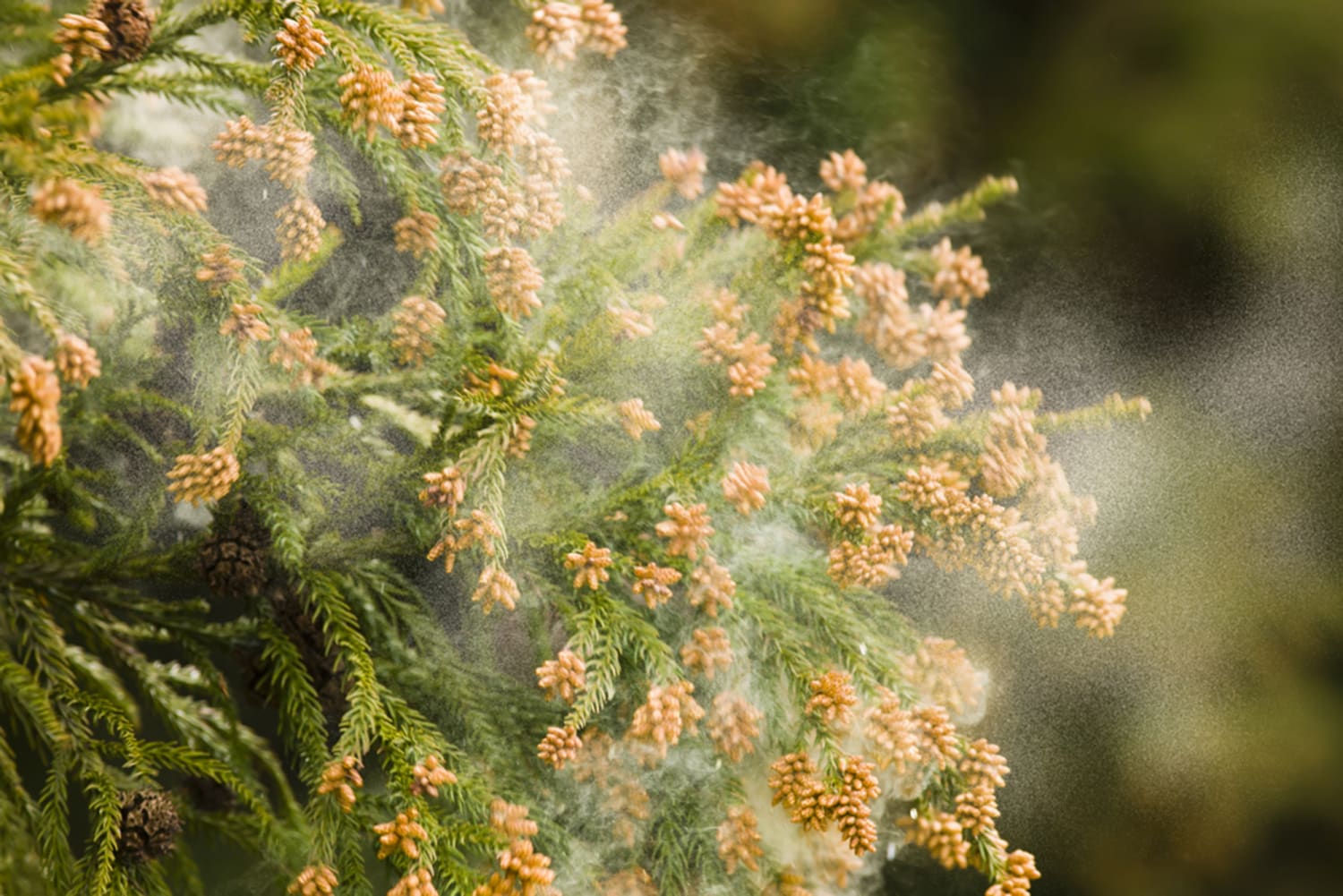 Pollen Tsunami Causing Misery In The Northeast