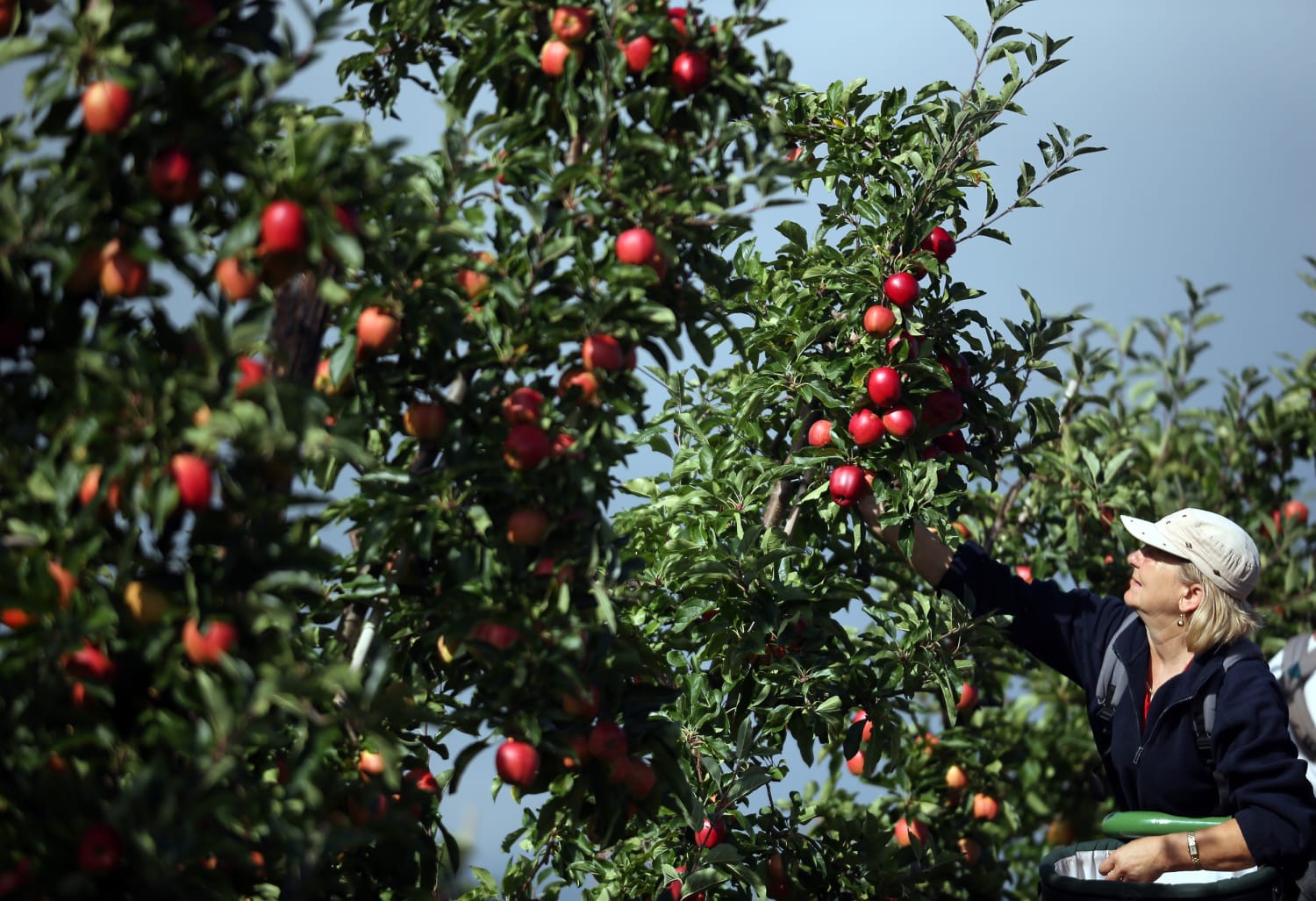 Bagged apples an opportunity out of Washington