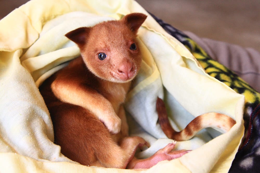 newborn tree kangaroo